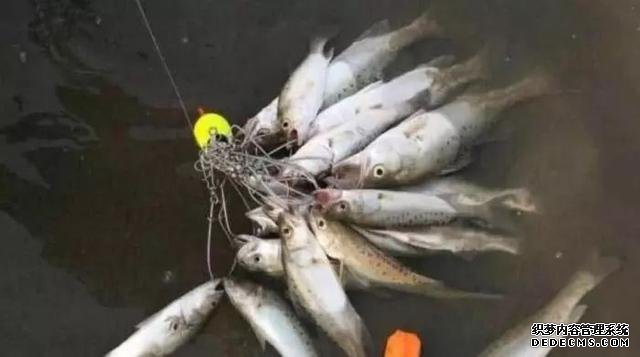 中国公认最美味的5种鱼,全吃过的人要么家里有矿,要么是渔民