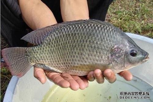 美国人当高端品吃,国内一斤5元少有人买