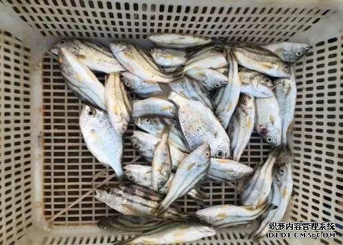 想吃鱼就买这三种,目前没办法人工养殖