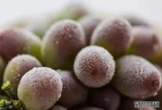 最适合放冰箱冷冻的5种水果,比雪糕还好吃