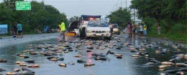世界上有些国家会下“鱼雨”,雨后路面上全都是鱼