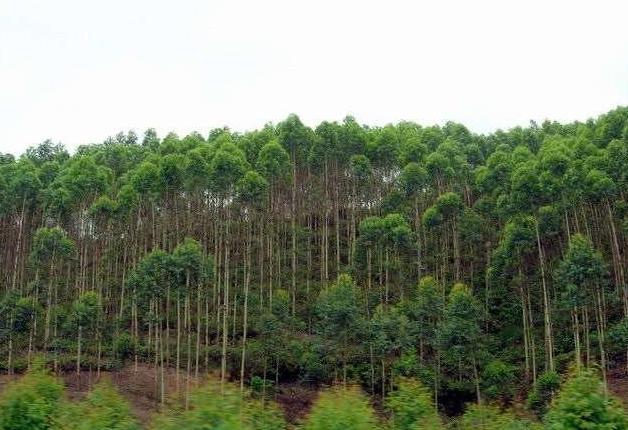 国外明令禁止种植,但我国却大量种植?到底是什么原因呢?