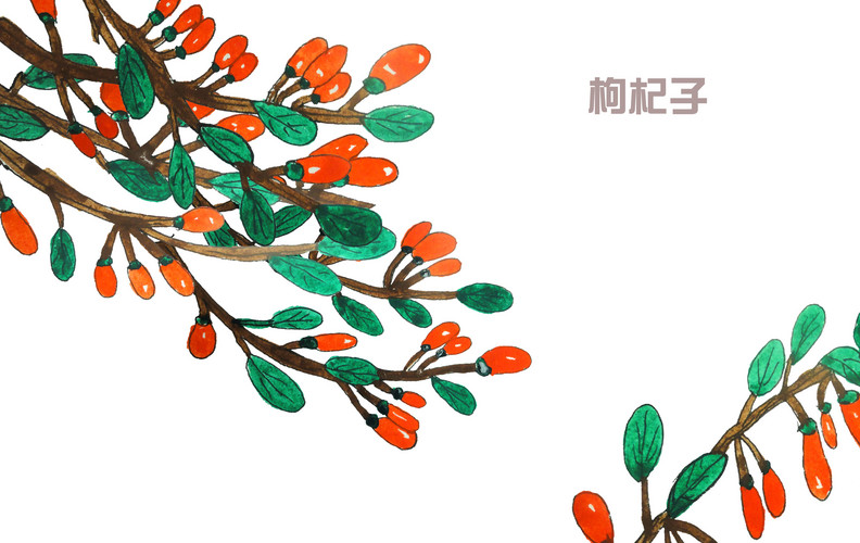 吃枸杞可以长寿,但是您吃对了吗?