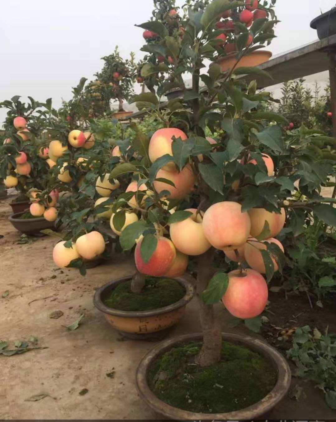 苹果什么时候吃最好?一天可以吃几个?