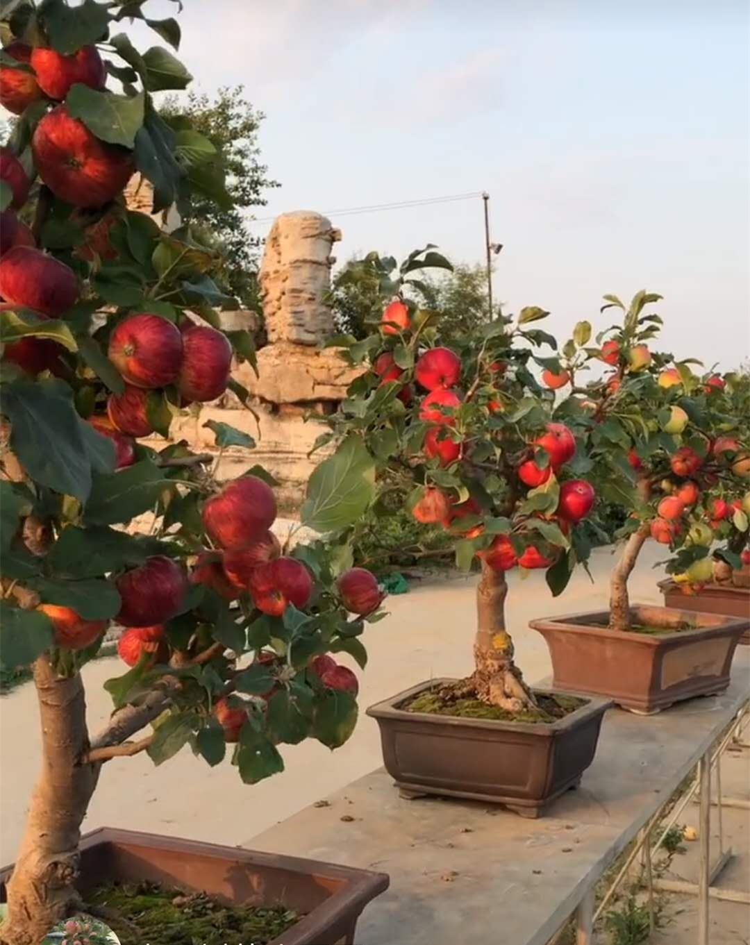 苹果什么时候吃最好?一天可以吃几个?